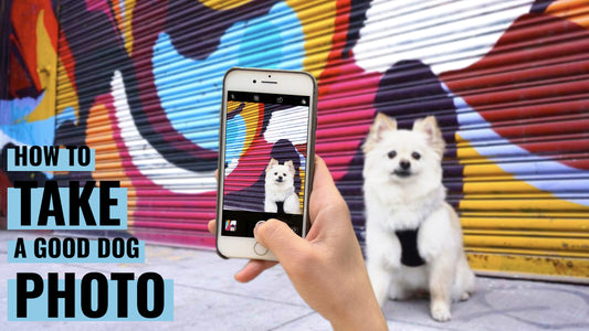 "How to Take a Good Dog Photo" text overlay with a hand holding an iphone taking a photo of a white pomeranian-chihuahua in front of a colorful graffitied storefront.