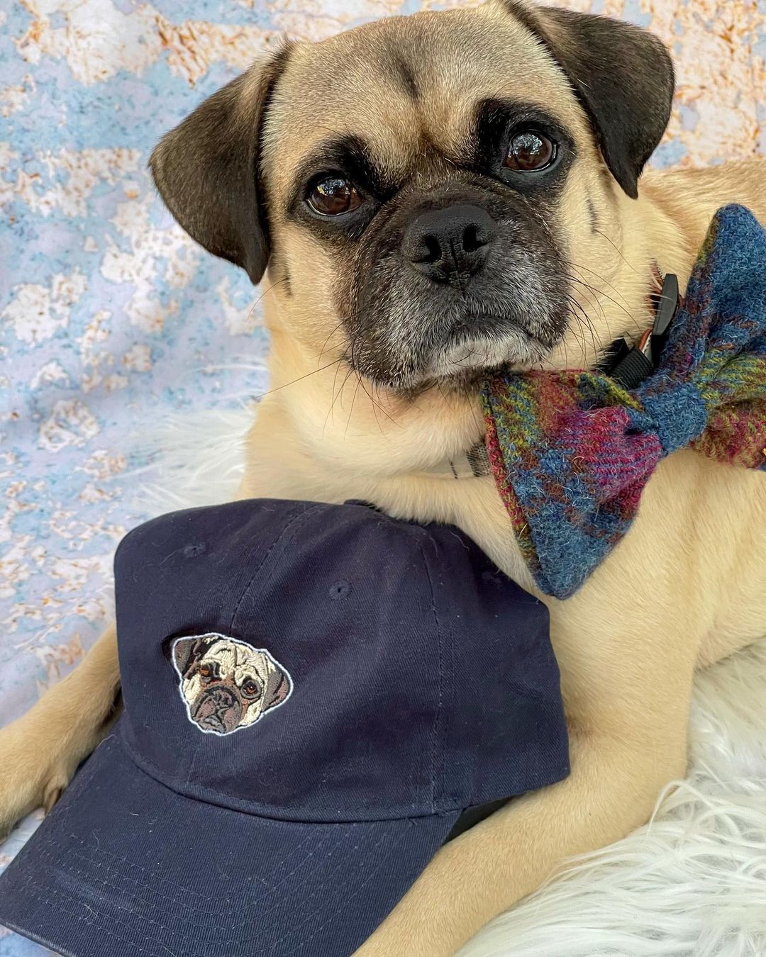 A fancy pug poses next to a navy dad hat with a dog on it.