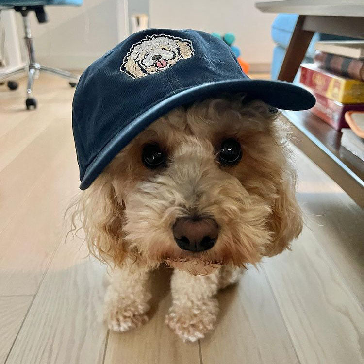 Navy custom dog dad hat on a poodle.